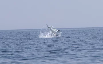 Tuńczyk Błękitnopłetwy 