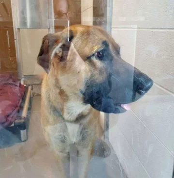 Suczka, która przygarnęła szczenięta 