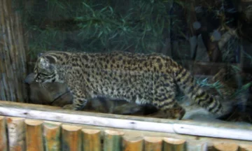 Ocelot chilijski 