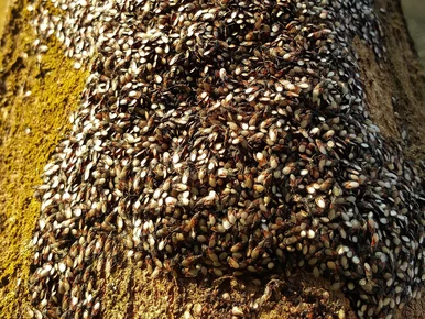 Miniatura: Pojawiły się nagle i są wszędzie. Ten owad...