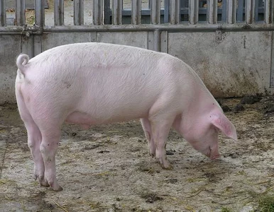 Miniatura: Niemiec dzwoni na policję: świnia za mną...