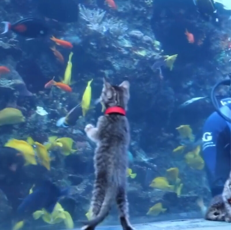 Kot i wielkie akwarium 
