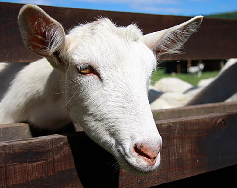 Miniatura: Gdzie znaleźć rzeźbę za 12 mln euro? W...