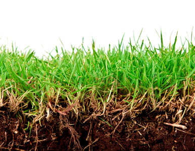 Miniatura: Wysiej trawę... zimą. Zyska przewagę nad...