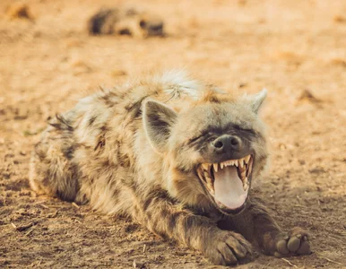 Miniatura: Naukowcy odkryli sekret hien. Nie kryli...