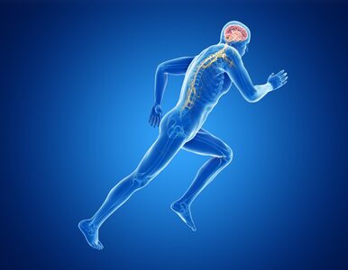 Sport zmienia sposób metabolizowania żelaza w mózgu i chroni przed...