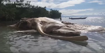 Rozkładające się szczątki ogromnego zwierzęcia 