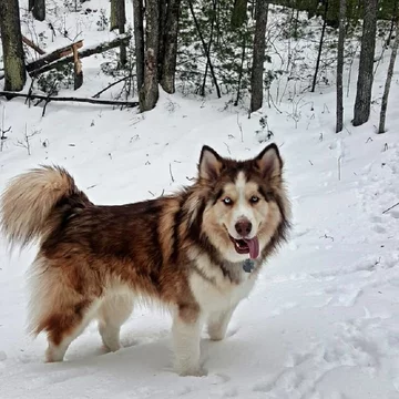 Alusky - połączenie alaskan malamute i siberian husky 