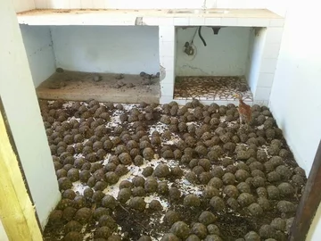 Żółwie promieniste uwięzione w mieszkaniu 