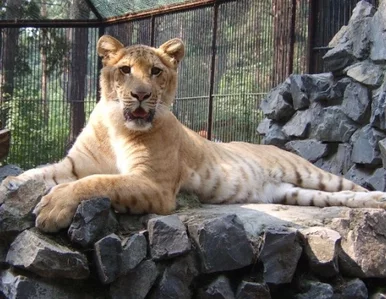 Miniatura: Tygrysica i lew spłodziły, pies wychowuje