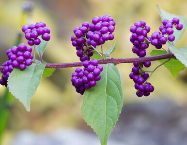 Miniatura: Jesienią wygląda jak z bajki. Ten krzew...