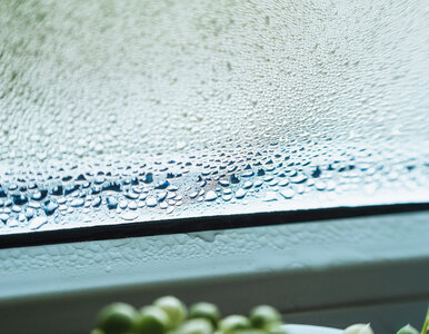 Miniatura: Masz rano zaparowane okna? Postaw biały...