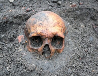 Przebadali średniowieczne czaszki. Największym zaskoczeniem okazały się...