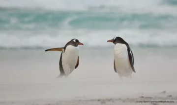 Finaliści konkursu Comedy Wildlife Photo Awards 2021 