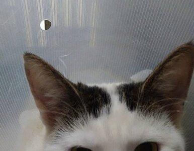 Miniatura: Weterynarze walczą o życie kota i proszą o...