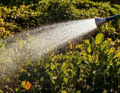 Miniatura: Podlewasz ogródek? Uważaj, grzywna może...