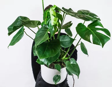 Miniatura: Monstera rośnie tak szybko, że zabiera...