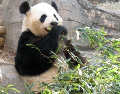 Miniatura: Tragedia w tokijskim zoo. Maleńka panda...