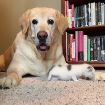 Labrador adoptował kota 