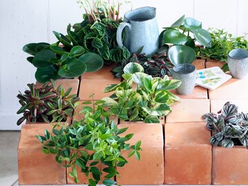 Peperomia &ndash; r&oacute;żne gatunki