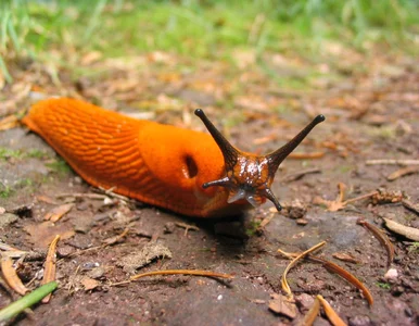 Miniatura: Wieczorem była sałata, rano zostały...