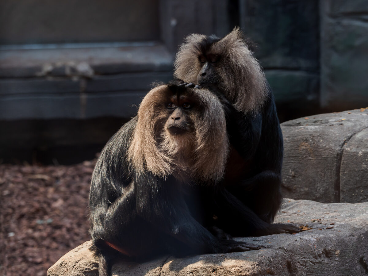 Makaki W tym samym pawilonie co wydry, swój wybieg mają również makaki – Punjub, Calineczka, Naomi oraz Jaya