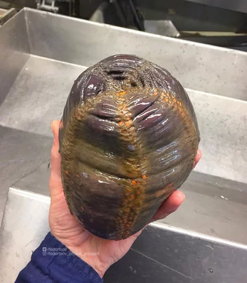 Nietypowe połowy Rosjanina 