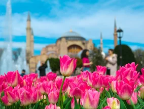 Miniatura: Tutaj zobaczysz teraz morze tulipanów....