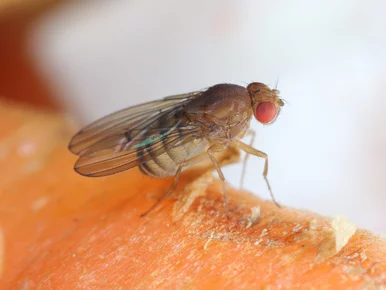 Miniatura: Wlej do słoika i dodaj kroplę płynu....