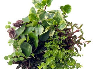 Peperomia – różne gtunki