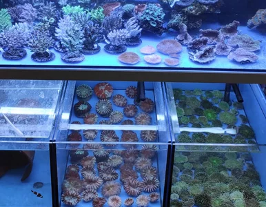 Miniatura: 1,5-tonowa przesyłka z koralowcami na...