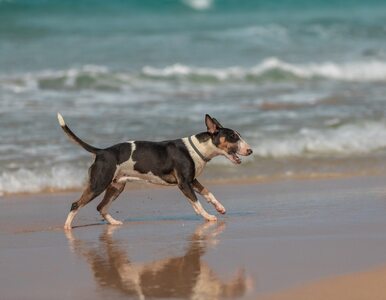 Miniatura: Turyści skarżą się na psy na plaży. Czy...