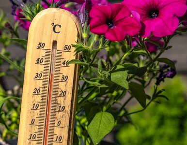 Miniatura: Tak będzie wyglądać lato w Polsce....