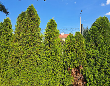 Miniatura: Tuje przestają być numerem jeden w...