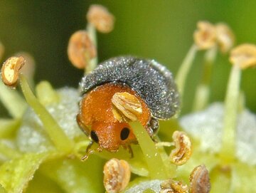 Cryptolaemus montrouzieri