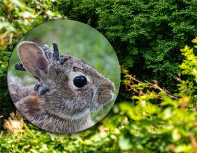 Miniatura: „Króliki demony” opanowały miasto. Widok...