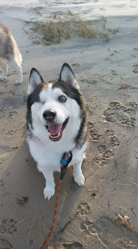 Pies internauty „Ma kreskówkowe oczy jak mój husky Solid – adoptowany z Husky House” – przekazał internauta Rob Arecchi, pokazując zdjęcie swojego psiaka.