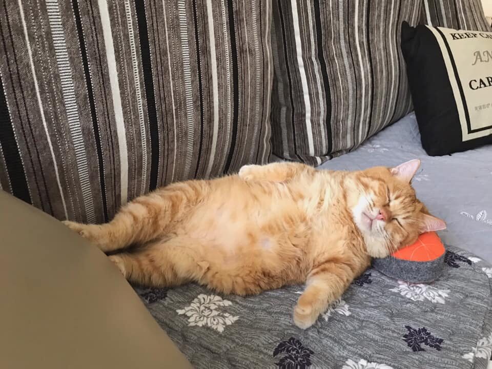 Fat Xiang, śpiący kot 