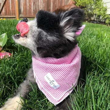 Abi i Dabi - psy, które połączyła przyjaźń 