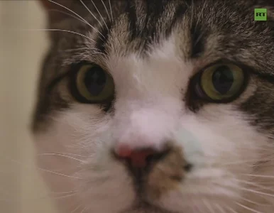 Miniatura: Elvis - najgrubszy kot świata. Waży 17 kg!