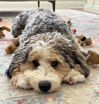 Miniatura: Uroczy bernedoodle podbija serca...