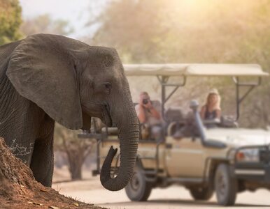 Miniatura: Słoń zaatakował samochód z turystami....