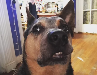 Miniatura: Koty są dziwne? Chyba jeszcze nie...