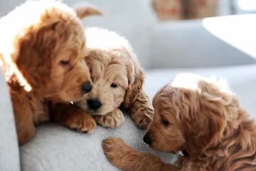 Psy rasy Golden Retriever 