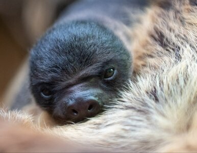 Miniatura: Leniwiec urodził się w Dzień Leniwca. Nowy...