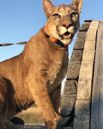 Puma Messi 