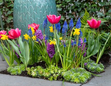 Miniatura: Posadź je teraz, a wiosną ogród będzie jak...