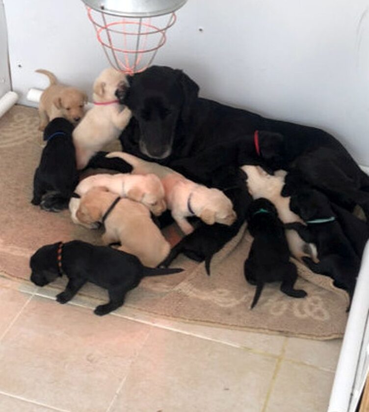 Suczka Bella urodziła 14 labradorów 