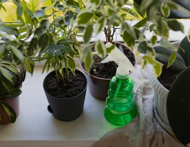 Miniatura: Postaw to obok kwiatów. Przestają schnąć zimą