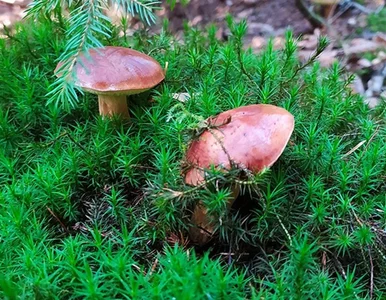 Miniatura: Jak zbierać grzyby bezpiecznie? Praktyczny...